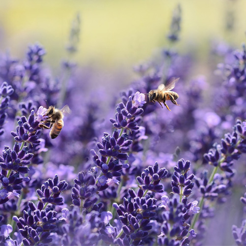 Let’s learn more about lavender, a flower known for its beauty and floral scent whose essential oil has multiple uses.