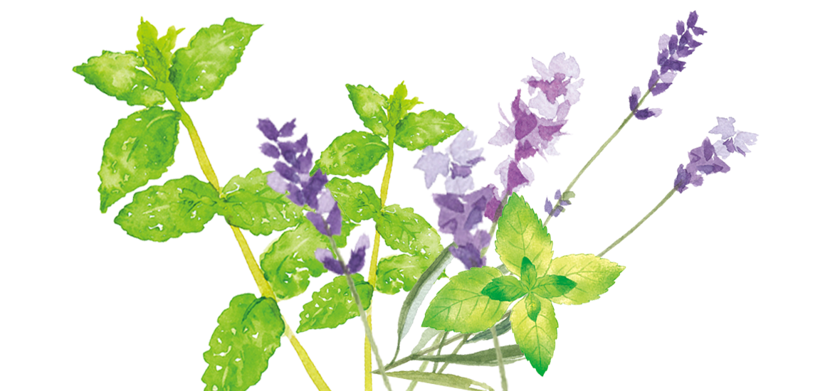arau. Oxygen Brightener uses lavender for a subtle scent
