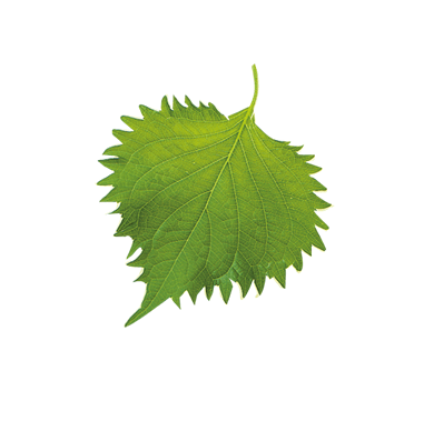 Perilla Leaf Extract