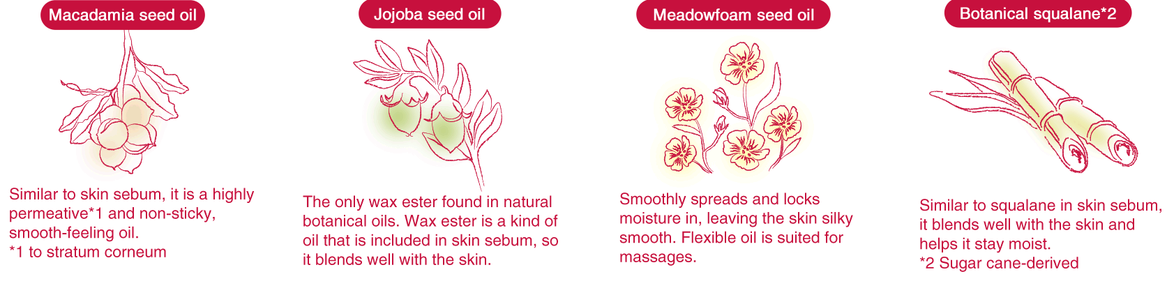 Plants used as botanical oils. They are macadamia seed oil, jojoba seed oil, meadowfoam seed oil, and botanical squalane.