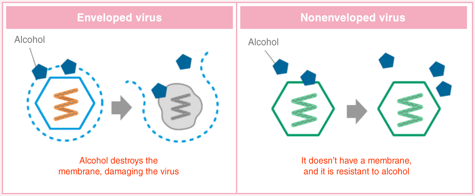 Diagram of how alcohol works on enveloped and nonenveloped viruses. Enveloped viruses can be destroyed with alcohol, because the lipid membrane breaks with alcohol. However, nonenveloped viruses don't have a lipid membrane, so they are resistant to alcohol.