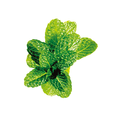 Spearmint