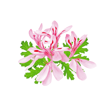 Geranium