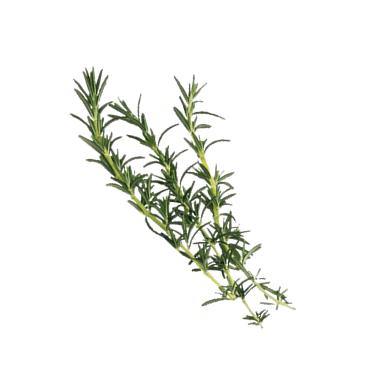 Rosemary Extract