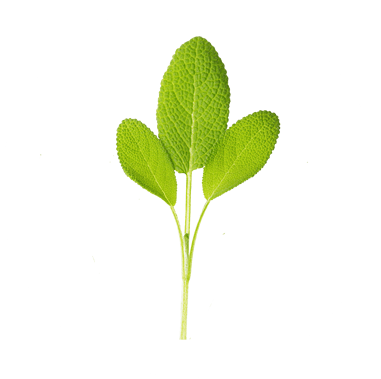 Sage (Salvia)