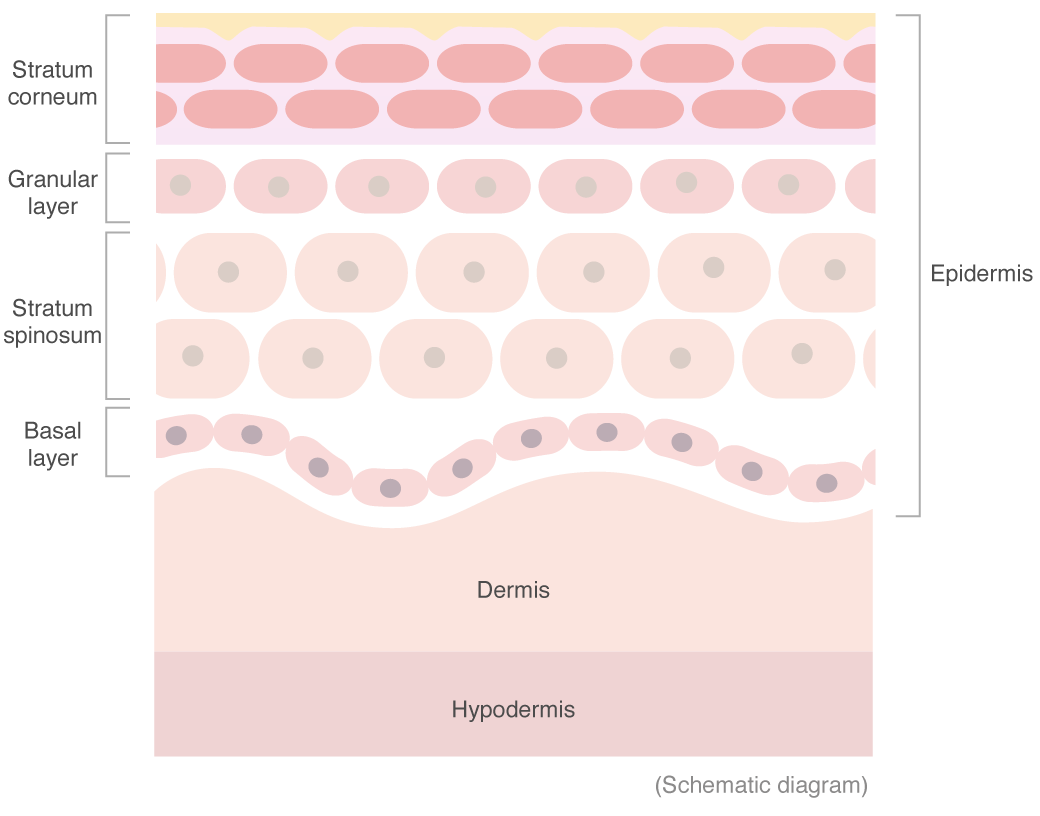 Schematic diagram of skin