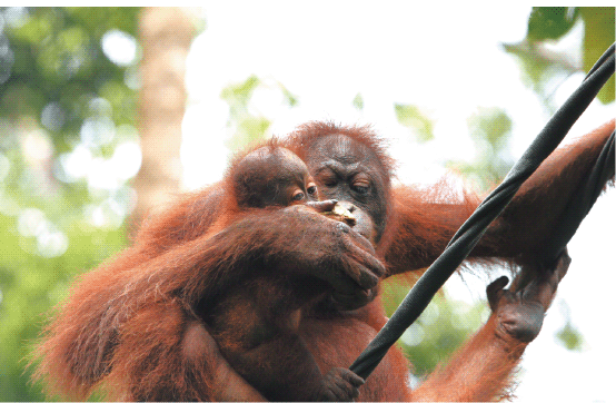 Orangutans in the Borneo Forest.