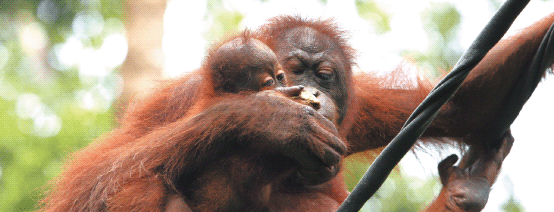Orangutans in the Borneo Forest.
