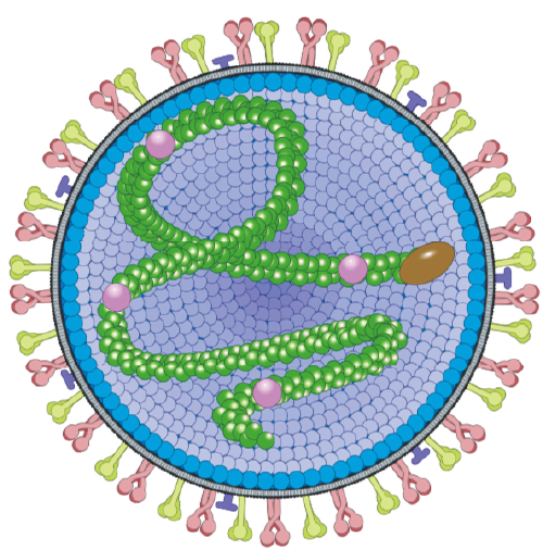 Figure 1. Respiratory syncytial virus (RSV)