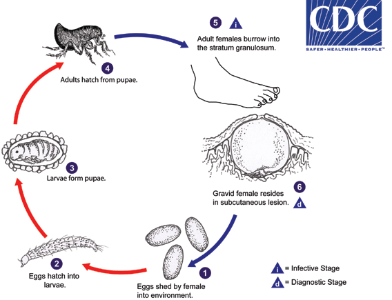Tungiasis cycle of life