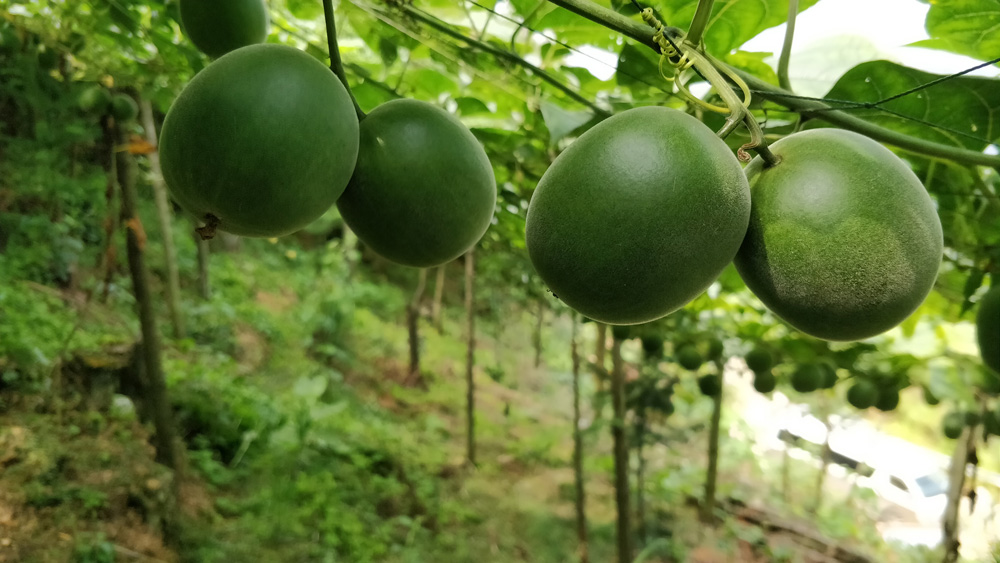 The ripen fruit of Monk Fruit