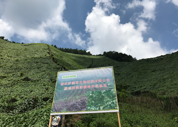 Photo of the monk fruit fields of SARAYA up in the mountains of Guiling.