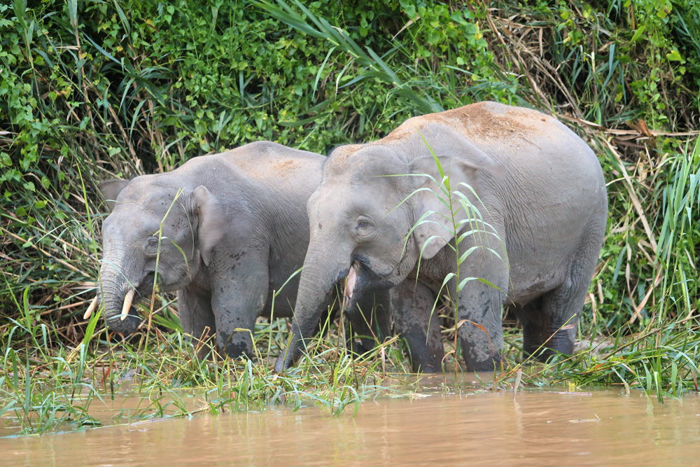 Borneo Elephants